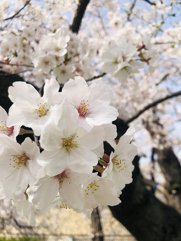 大阪城公園の桜3
